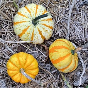 White (Ghost) Pumpkins: Care, Types, and Growing Tips