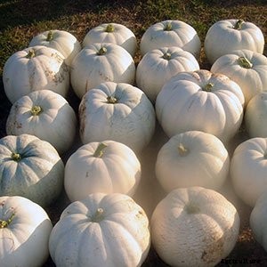White (Ghost) Pumpkins: Care, Types, and Growing Tips