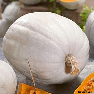White (Ghost) Pumpkins: Care, Types, and Growing Tips