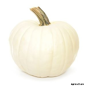 White (Ghost) Pumpkins: Care, Types, and Growing Tips