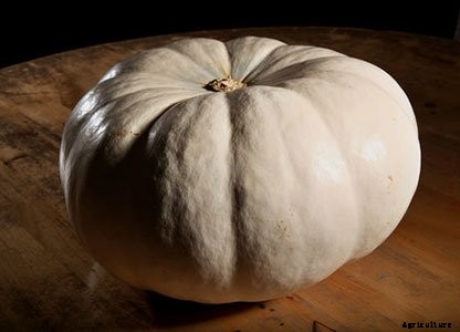 White (Ghost) Pumpkins: Care, Types, and Growing Tips