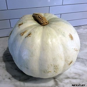 White (Ghost) Pumpkins: Care, Types, and Growing Tips
