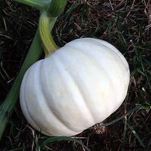 White (Ghost) Pumpkins: Care, Types, and Growing Tips
