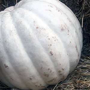 White (Ghost) Pumpkins: Care, Types, and Growing Tips