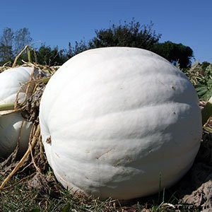 White (Ghost) Pumpkins: Care, Types, and Growing Tips