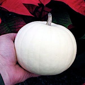 White (Ghost) Pumpkins: Care, Types, and Growing Tips