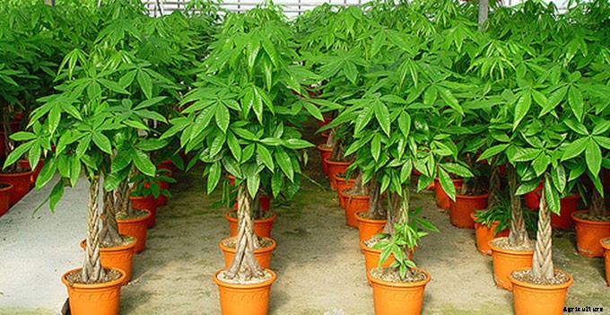 Money Tree Plant: Growing Healthy Pachira Aquatica