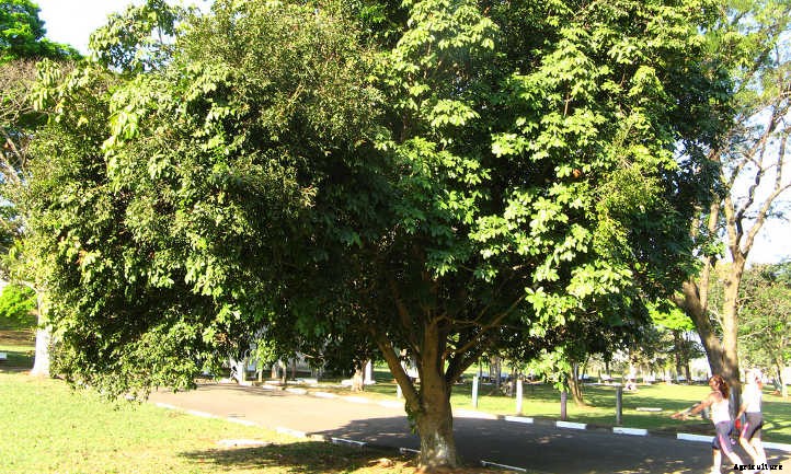 Money Tree Plant: Growing Healthy Pachira Aquatica