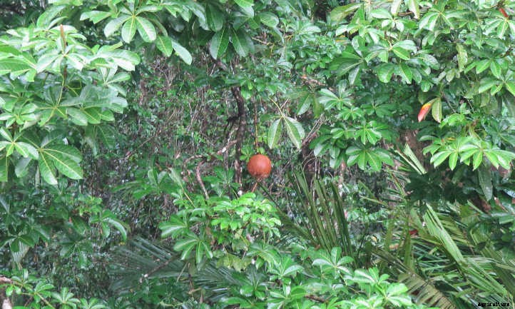 Money Tree Plant: Growing Healthy Pachira Aquatica