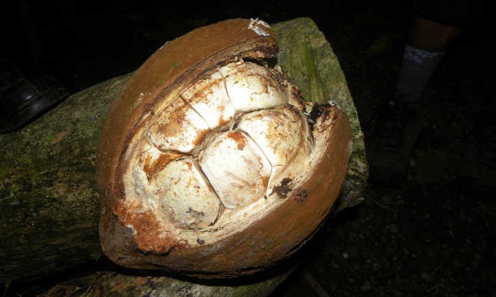 Money Tree Plant: Growing Healthy Pachira Aquatica