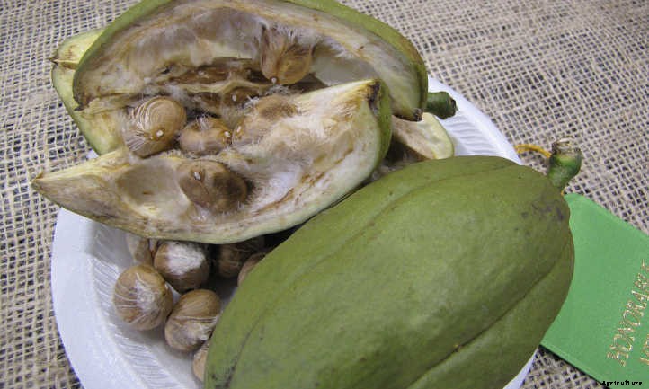 Money Tree Plant: Growing Healthy Pachira Aquatica