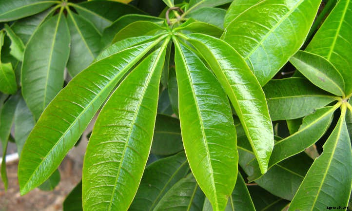 Money Tree Plant: Growing Healthy Pachira Aquatica