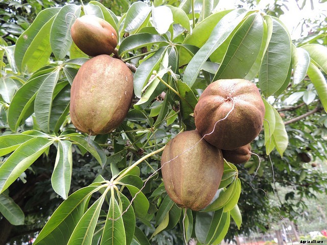 Money Tree Plant: Growing Healthy Pachira Aquatica