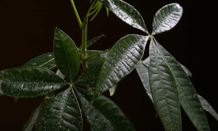 Money Tree Plant: Growing Healthy Pachira Aquatica