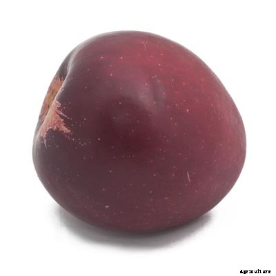 73+ Heirloom Apples You’ve Probably Never Heard Of