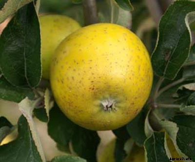 73+ Heirloom Apples You’ve Probably Never Heard Of