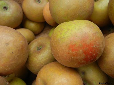 73+ Heirloom Apples You’ve Probably Never Heard Of