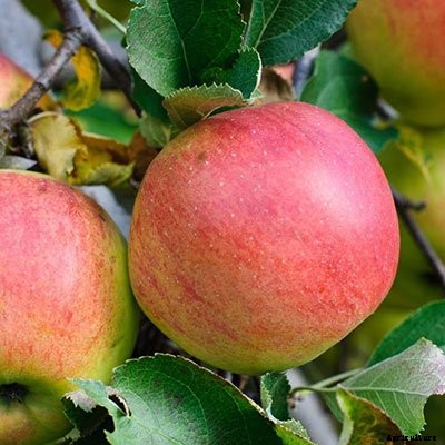 73+ Heirloom Apples You’ve Probably Never Heard Of