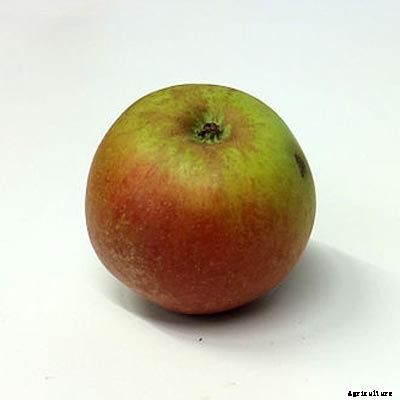 73+ Heirloom Apples You’ve Probably Never Heard Of