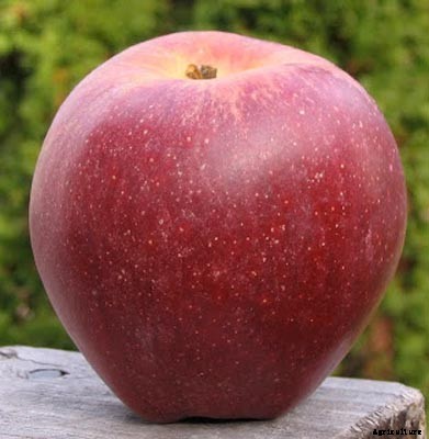 73+ Heirloom Apples You’ve Probably Never Heard Of