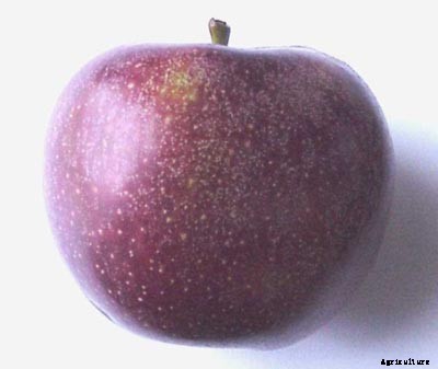 73+ Heirloom Apples You’ve Probably Never Heard Of