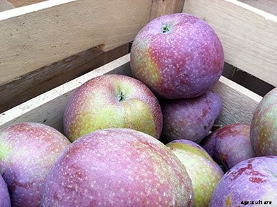 73+ Heirloom Apples You’ve Probably Never Heard Of