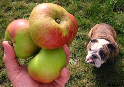 73+ Heirloom Apples You’ve Probably Never Heard Of