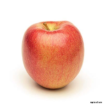 73+ Heirloom Apples You’ve Probably Never Heard Of