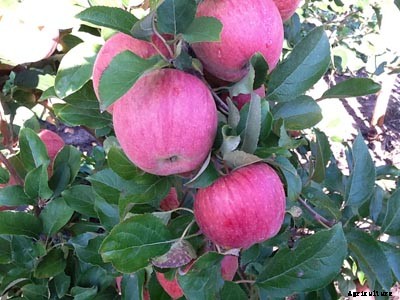 73+ Heirloom Apples You’ve Probably Never Heard Of