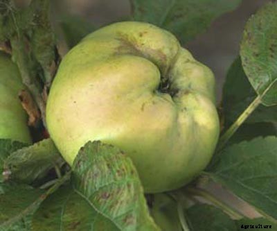 73+ Heirloom Apples You’ve Probably Never Heard Of