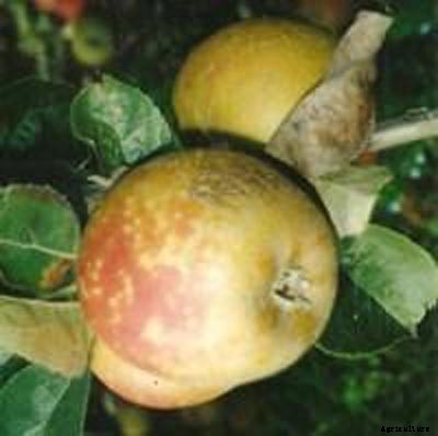 73+ Heirloom Apples You’ve Probably Never Heard Of