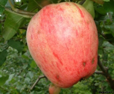 73+ Heirloom Apples You’ve Probably Never Heard Of