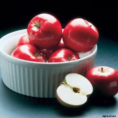 73+ Heirloom Apples You’ve Probably Never Heard Of