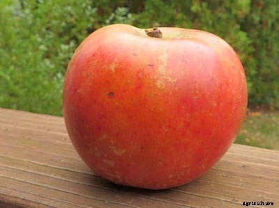 73+ Heirloom Apples You’ve Probably Never Heard Of