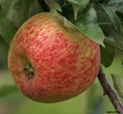73+ Heirloom Apples You’ve Probably Never Heard Of