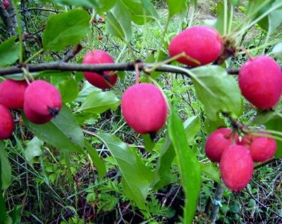 73+ Heirloom Apples You’ve Probably Never Heard Of