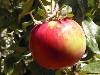 73+ Heirloom Apples You’ve Probably Never Heard Of