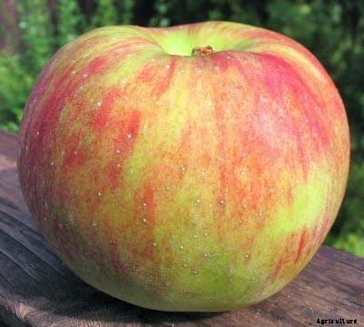 73+ Heirloom Apples You’ve Probably Never Heard Of