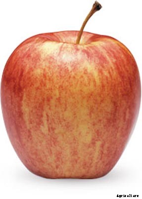 73+ Heirloom Apples You’ve Probably Never Heard Of