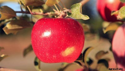 73+ Heirloom Apples You’ve Probably Never Heard Of