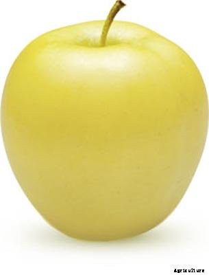 73+ Heirloom Apples You’ve Probably Never Heard Of