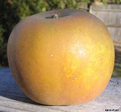 73+ Heirloom Apples You’ve Probably Never Heard Of