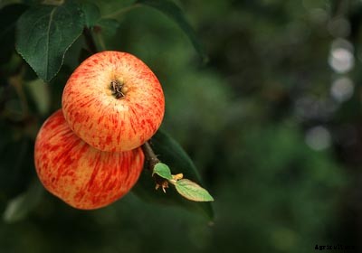 73+ Heirloom Apples You’ve Probably Never Heard Of