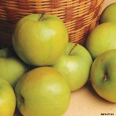 73+ Heirloom Apples You’ve Probably Never Heard Of