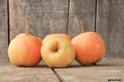 73+ Heirloom Apples You’ve Probably Never Heard Of