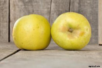 73+ Heirloom Apples You’ve Probably Never Heard Of