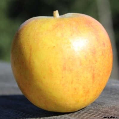 73+ Heirloom Apples You’ve Probably Never Heard Of