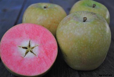 73+ Heirloom Apples You’ve Probably Never Heard Of