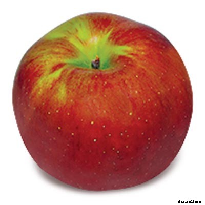 73+ Heirloom Apples You’ve Probably Never Heard Of