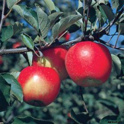 73+ Heirloom Apples You’ve Probably Never Heard Of